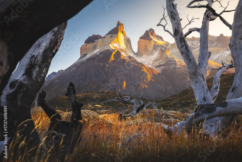 Cuernos del Paine framed in dead trees during sunrise, Torres del Paine NP, Ultima Esperanza, Region de Magallanes y de la Antartica Chilena, Patagonia, Chile