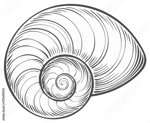 Vintage engraving style line art of a spiral seashell. Intricate nautilus or ammonite shell drawing.