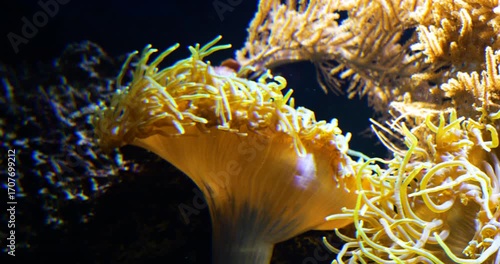 4K cinematic motion shot of a vibrant sea anemone swaying underwater, with golden tentacles illuminated by light against a dark reef background.