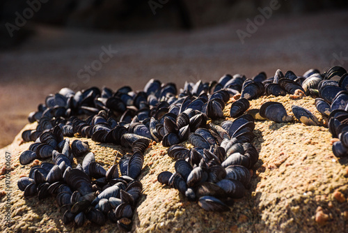 Cluster of Black Mussels Attached to Coastal Rock on Sunny Beach, Abel Tasman National Park, New Zealand