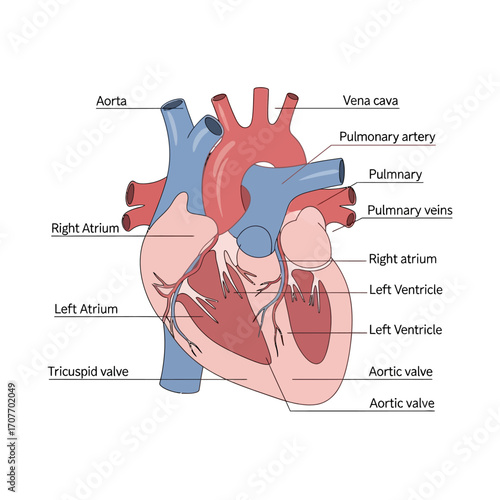 Anatomical illustration of a human heart, showing the aorta, vena cava, atria, ventricles, valves, and pulmonary artery and veins.