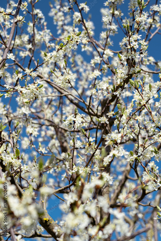 Fototapeta premium Detailed view into a blooming treetop filled with blossoms, vertical format with blue sky.