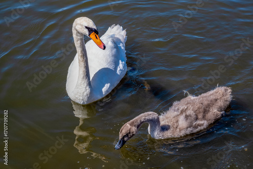 Swan and cygnet in Thorpness boating lake, Aldeburgh, Suffolk, United Kingdom