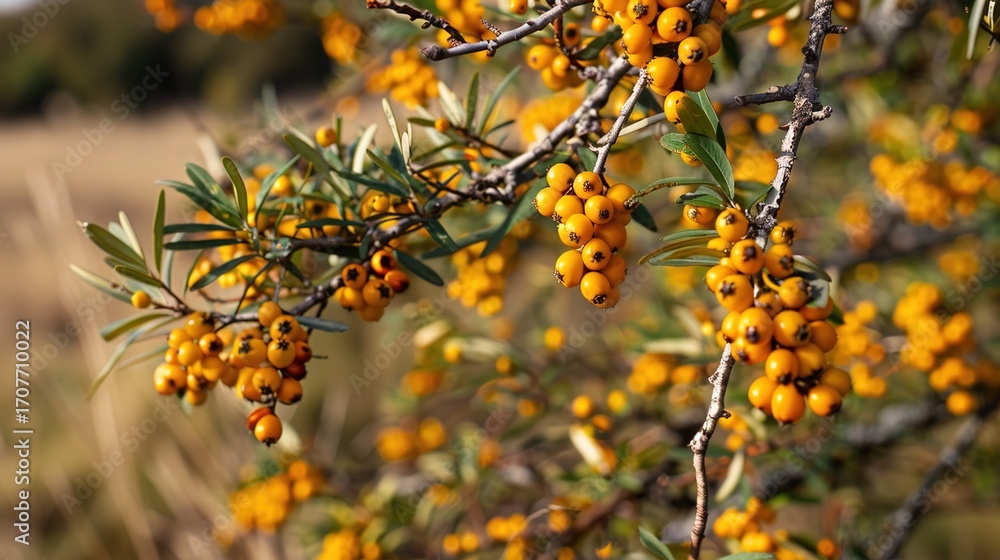 Fototapeta premium Sea Buckthorn: Nutrient-Dense Berry with Antioxidants, Vitamins & Omega-3. Used in Juices, Oils, Supplements. Supports Immunity, Skin Health. Organic, Wild-Harvested Options for Daily Wellness.