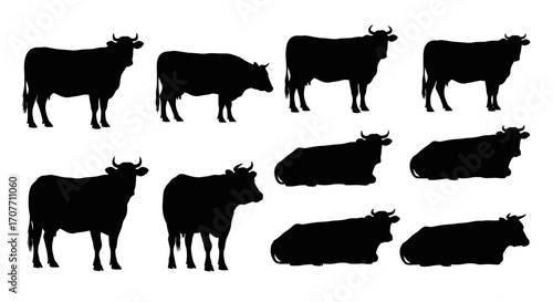 A collection of black silhouette illustrations depicting cows in various standing and lying positions against a white background.