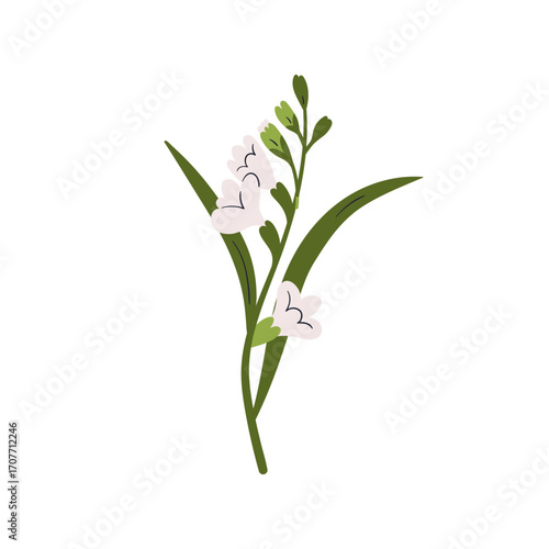 Flower blossom. Freesia, floral bloom, stem and leaf. Gentle wildflower branc...