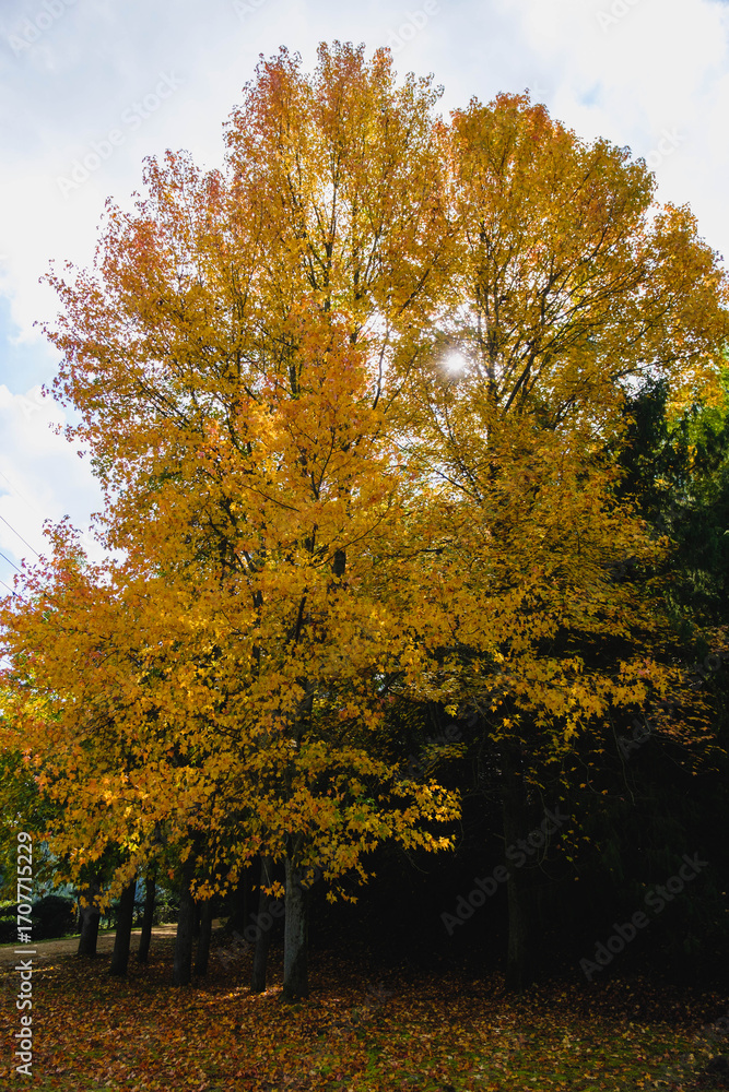 Fototapeta premium 深山公園、黄色い葉っぱが秋の雰囲気を演出する風景、岡山、日本
