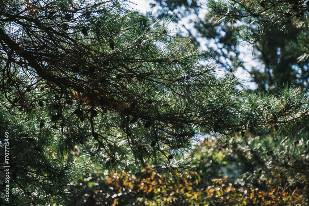 Fototapeta premium 深山公園、自然豊かな日本の山の風景、岡山、日本