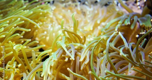4K cinematic close-up of golden sea anemone tentacles swaying underwater, illuminated by soft light, creating a vivid and flowing marine composition.