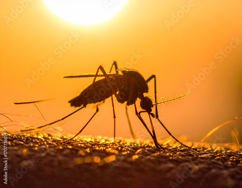 Mosquito sucking on skin, close-up