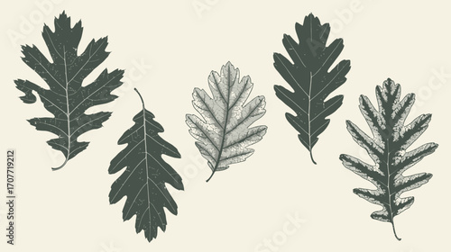 Simple Leaf Prints of Kale and Lettuce Greens. Decorative Herb-Inspired Graphic Elements for Salad Menus, Kitchen Decor, Recipe Cards, or Fresh Organic Food Designs