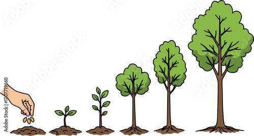 Illustration showing the growth stages of a tree from a seed to a mature tree.