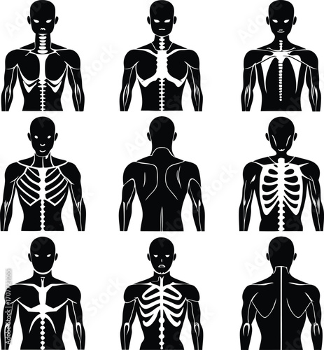 Human Skeleton Anatomy Silhouettes: Front and Back Views