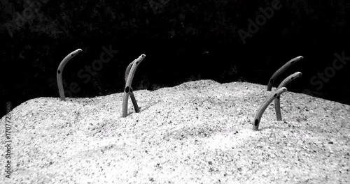 4K cinematic black and white shot of spotted garden eels rising from the sandy seabed, swaying in unison with the gentle underwater current.