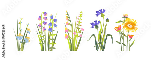 Cartoon bouquet of wildflowers, summer bunch and spring bush set, groove floral illustration with wild seasonal blossoms for decorative design