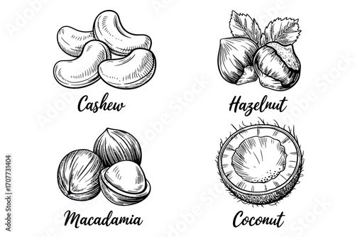 Nuts Illustration Cashew, Hazelnut, Macadamia, and Coconut Detailed Sketches for Healthy Snacking