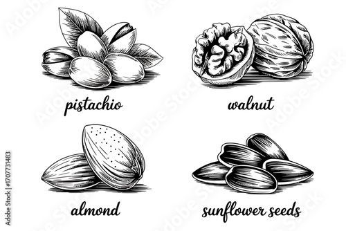 Hand-drawn illustrations of various nuts and seeds, including pistachios, walnuts, almonds, and sunflower seeds, perfect for healthy eating and culinary themes.