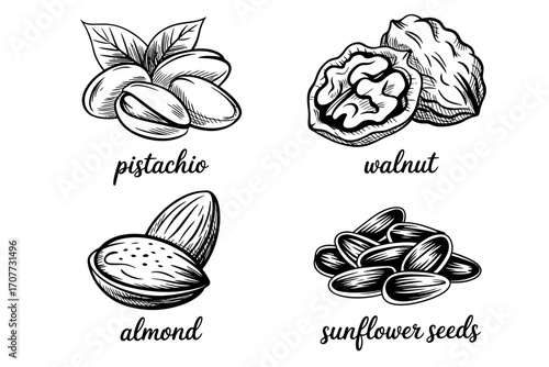 Nuts and Seeds Illustration
