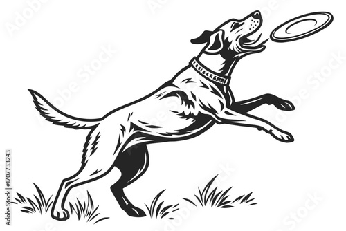 Energetic Dog Leaping to Catch Flying Disc.