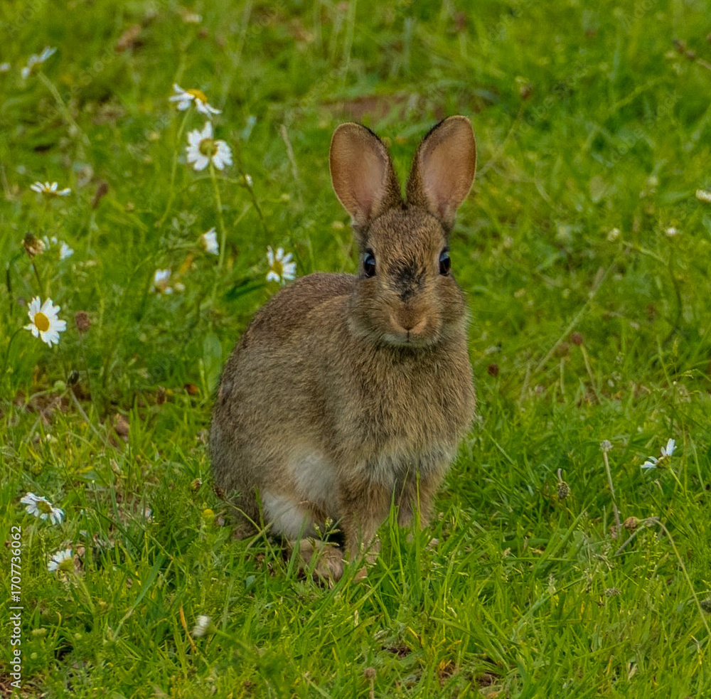 Fototapeta premium rabbit in the grass