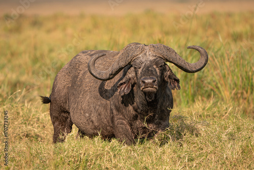 wild buffalo in the savanna