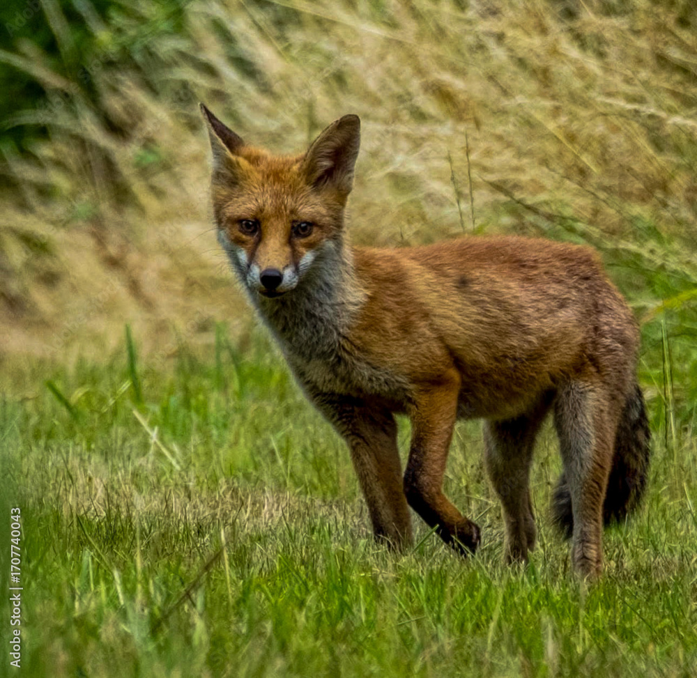 Fototapeta premium red fox vulpes
