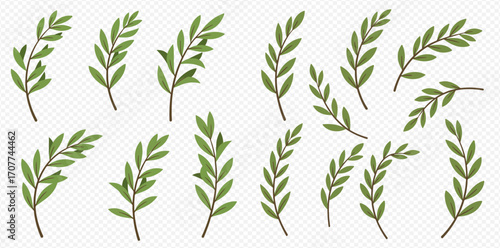 A collection of various green leafy branches and sprigs, ideal for natural design elements or decorative illustrations on a transparent background.