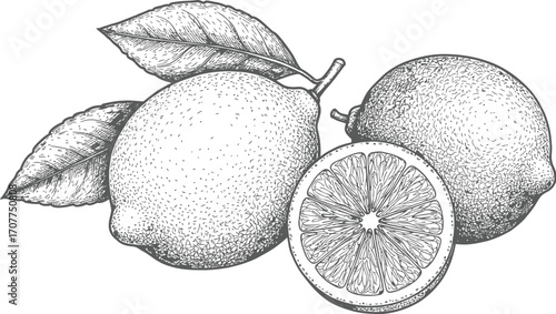 Black and white illustration of three blueberries on a branch with leaves blueberry fruit