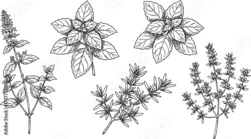Black Outline Illustrations of Basil and Thyme Herb Sprigs herbs
