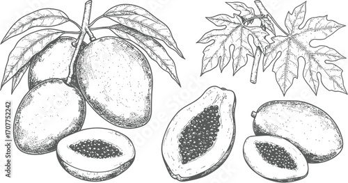 Mangoes on a branch with leaves and cut mango halves fruit tropical