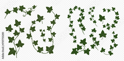 Illustration of various ivy vines with green leaves on a transparent background.