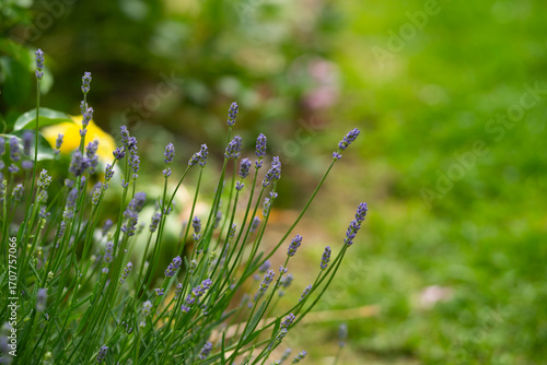 Close-up of lavender blossoms in a garden with green background.
