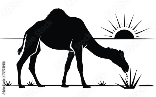 Silhouette of a camel grazing at sunrise in the desert