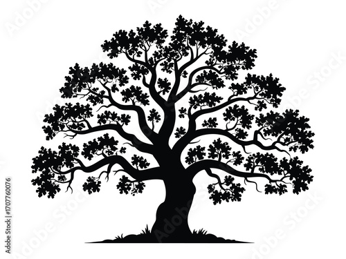 Silhouette of a large mature oak tree with spreading branches