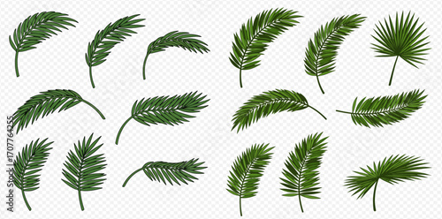 Collection of fifteen green palm leaves in various shapes and orientations on a transparent background.