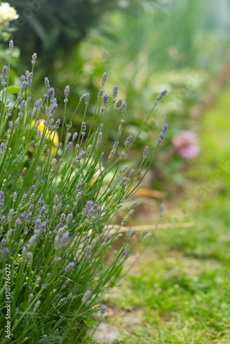 Lavender flowers blooming in a garden with soft focus background.