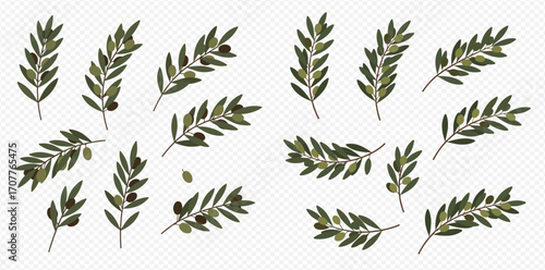 Illustration of olive branches with green leaves and black olives scattered on a transparent background.