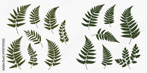 Collection of fern fronds and leaves in various sizes and arrangements on a transparent background.