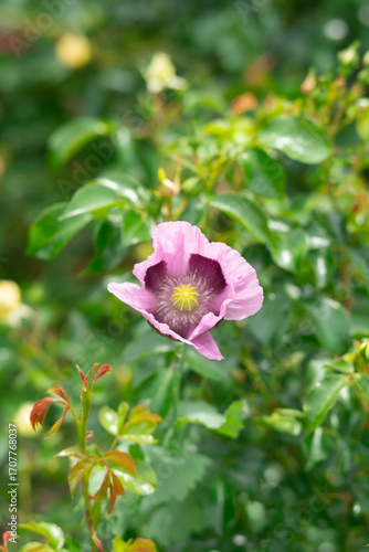 Lavender plants with purple buds growing in garden, close-up with soft green background.