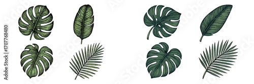 Vibrant assortment of tropical green leaves including monstera, banana, and palm foliage for botanical designs