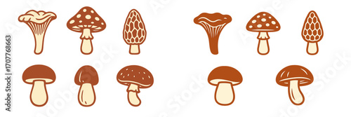 Diverse set of stylized wild mushrooms featuring chanterelle, morel, porcini, and fly agaric designs