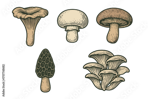 Collection of various edible wild mushrooms including chanterelle, button, shiitake, morel, and oyster fungi