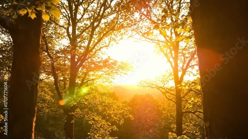 Golden sunrise through lush forest trees with vibrant green leaves, casting warm sunlight and lens flare effects, creating a serene and tranquil natural landscape in the early morning light