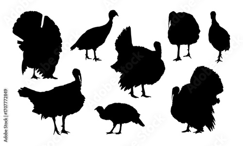 Set of silhouettes of male and female domestic turkeys. Realistic vector farm bird