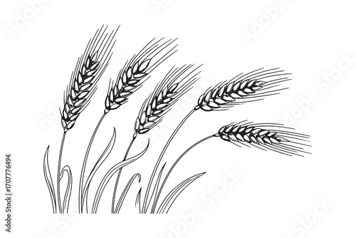 Sketch of waving wheat stalks isolated on white background