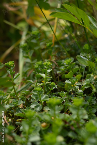 Close-up of green succulent ground cover plants with small budding shoots in a natural garden environment.