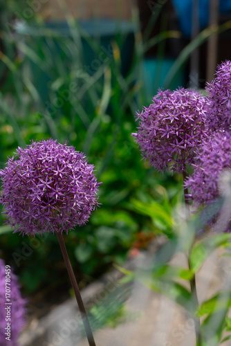 Close-up of ornamental allium flower head with tiny purple star-shaped blossoms.