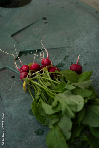 Freshly harvested bunch of red radishes with green leaves on a rustic surface.