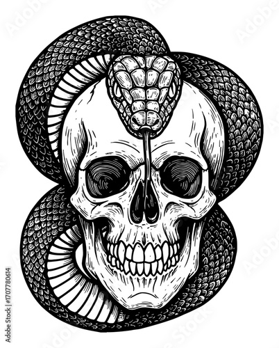 Snake and Skull artwork with detailed scales and teeth in Black and White Outline Line Art Drawing