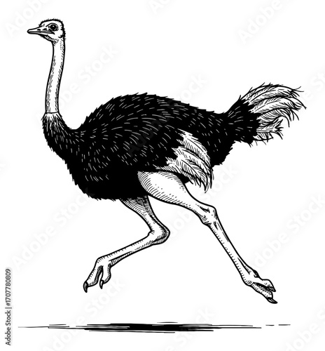 Powerful African Ostrich Running in Full Motion Side View Black and White Outline Line Art Drawing